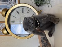 Scottish Fold Yavrular