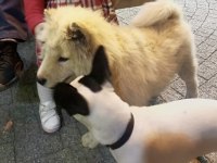 Çin aslanı 4 aylık