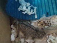 Gonzales hamster