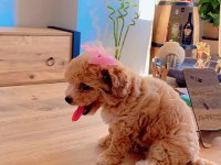 Teacup Maltipoo 2 aylık teacup Toy Poodle ayarında