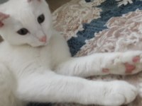 Ücretsiz kedi russian blue