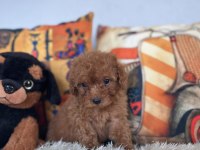 Kore kan bebiş poodle