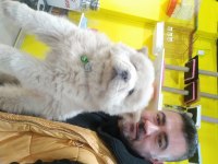 Aslan yavrusu çin aslanı