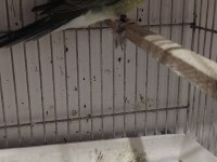 Elimde 1 Adat Pareket Papağanımız