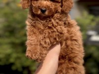 Sakarya poodle köpeği