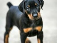 BIÇAKTAN DAHA KESKİN DOBERMAN