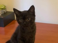 Oyuncu sevecen 3 aylık yavru british shorthair