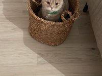 Uysal çok tatlı scottish fold