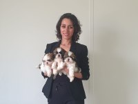 Irk ve sağlık garantili shih tzu yavrularımız