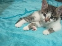 45 günlük tekir erkek kedi