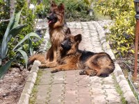 K9 Alman kurdu saf kan