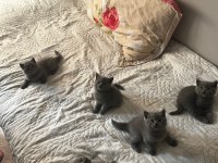British shorthair yavrularımız