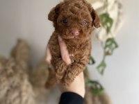 Korekan Toy Poodle erkek yavrumuz