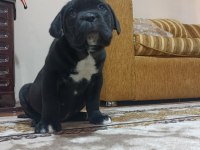 A Class Şecereli Kaliteli Cane Corso Yavru