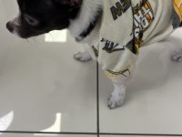 4 aylık chihuahua yavrumuz