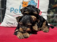 Show kalite tea cup yorkshire terrier yavrularımız