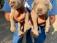 Sağlıklı cane corso yavrular