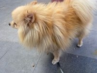 3 yaşında erkek spitz