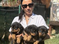 Rottweiler FCI şecereli yavrular