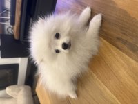3.5 aylık kar topu pomeranian