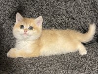 Anne Baba Şecereli Golden NY12 British Shorthair Erkek