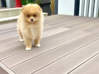 Kalite Pomeranian Boo Dişi