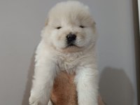 Çin aslanı yavru köpeğimiz