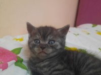 British tiger tabby scottish yavrular