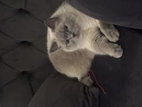 British Blue Point