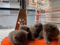 British shorthair 40 günlük yavrular 3 dişi ve 1 erkek