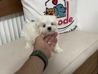 Ultra kalite tea cup kore kan maltese yavrumuz