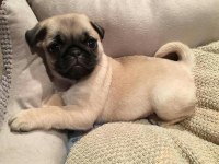 Üst segment gül kuyruk pug mops