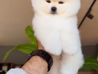 Pomeranian Boo yavrularımız