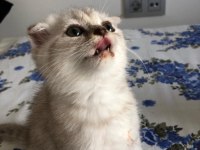 Safkan Scottish fold erkek kedimiz