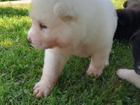Orjinal safkan amerikan akita yavrularımız