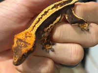 Sağlıklı crested geckolar