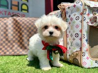 KORE MALTESE YAVRULARI