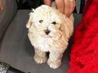 2 aylık Orjinal Maltipoo 0 Numara