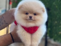 Minik Pamuk Topu Pomeranian Boo