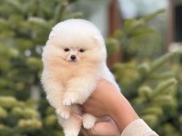 Baby face pomeranian yavrular