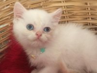 Küçük British Shorthair Miniğim