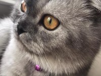 Acil satılık scottish fold