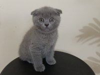 Yeni yuvaya hazır scottish fold bebeklerimiz