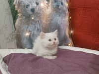 Kar topu british shorthair bebek