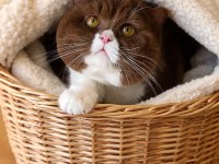 British shorthair cinnamon bicolor eşleşme ilanı