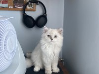 Dişi British Longhair 4 Aylık