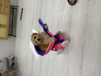 6 aylık apricot maltipoo