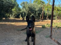 3 Aylık Malinois Yeni Yuva Arıyor