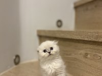 Scottısh Fold Longhaır Yavrularım