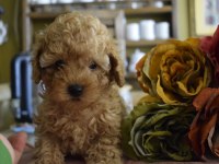 Red Brown ve Apricot toy poodle yavrularımız